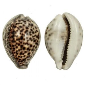 Coquillage Cauris